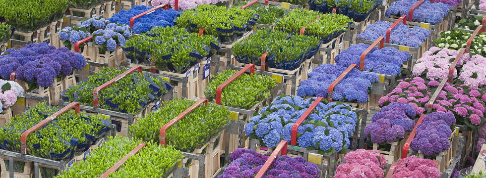 aanvoer-bloemen-aalsmeer-2_980x360px